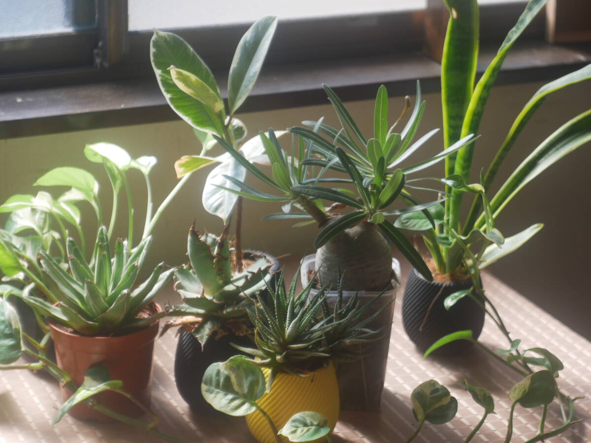 tanar h.c 50mm F2.8 ライカ Lマウント レンズ #58553 tanaka kogaku japan_画像6