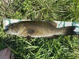 即決激安 廃盤希少 エバーグリーン スーパースレッジ マイクロマックス アカキン 新品 エリアトラウト 冬バス爆釣人気ルアー 水温低下攻略_画像8