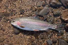 即決激安 廃盤希少 エバーグリーン スーパースレッジ マイクロマックス アカキン 新品 エリアトラウト 冬バス爆釣人気ルアー 水温低下攻略_画像9