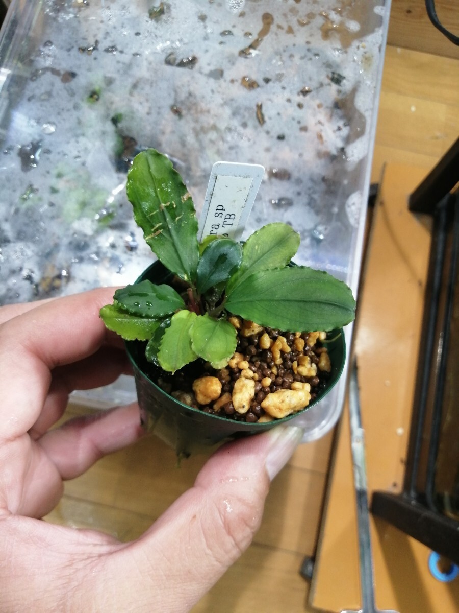 Bucephalandra sp. \"Nanga mahap\"【TB】 Bucephalandra sp. 