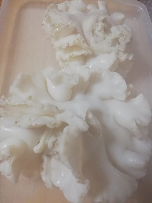 大トロホルモン 超希少 北海道産豚きく脂1.0kg きくあぶら 串料理 国産豚 キク脂 菊脂（キクアブラ）プリプリ！！10kg迄送料同額 同梱可！_画像6