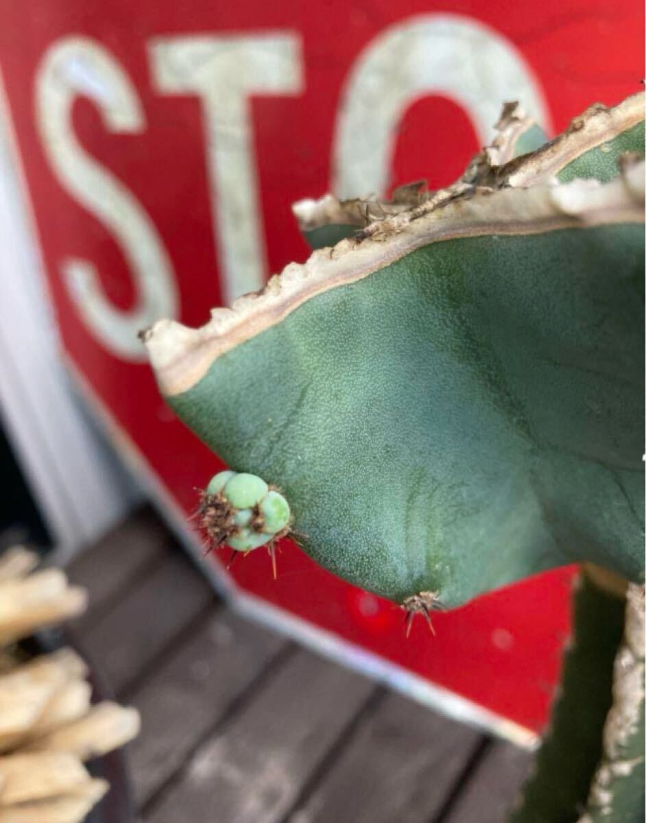 耐寒性強！柱サボテン ブランチ◇ワイルド株 ドライガーデン多肉アガベ