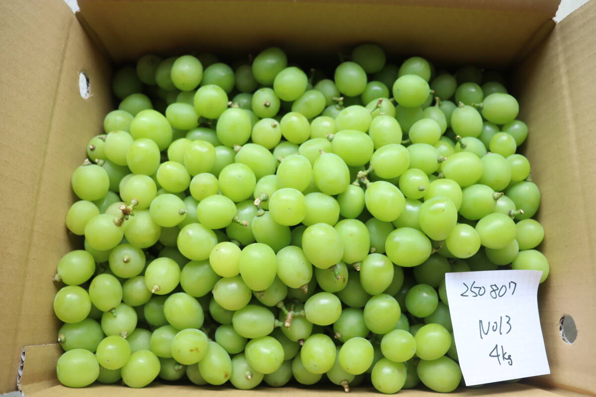 新鮮 訳ありシャインマスカットNo13　 約４Kg