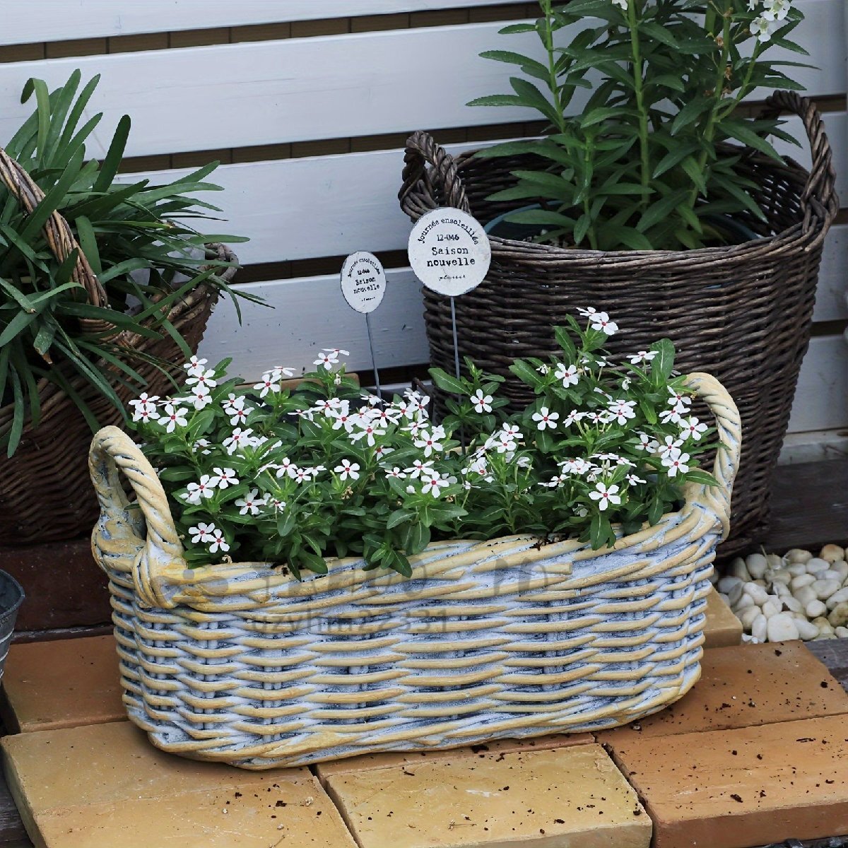 現品】サボテン・入鹿 いるか（ステノケレウス・エルカ