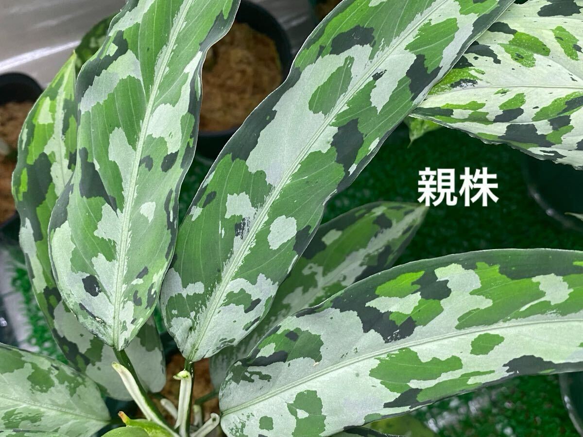 Aglaonema pictum\"Endor\"【LA0915-03j】① Aglaonema pictum Endor LA0915-03j エンドア