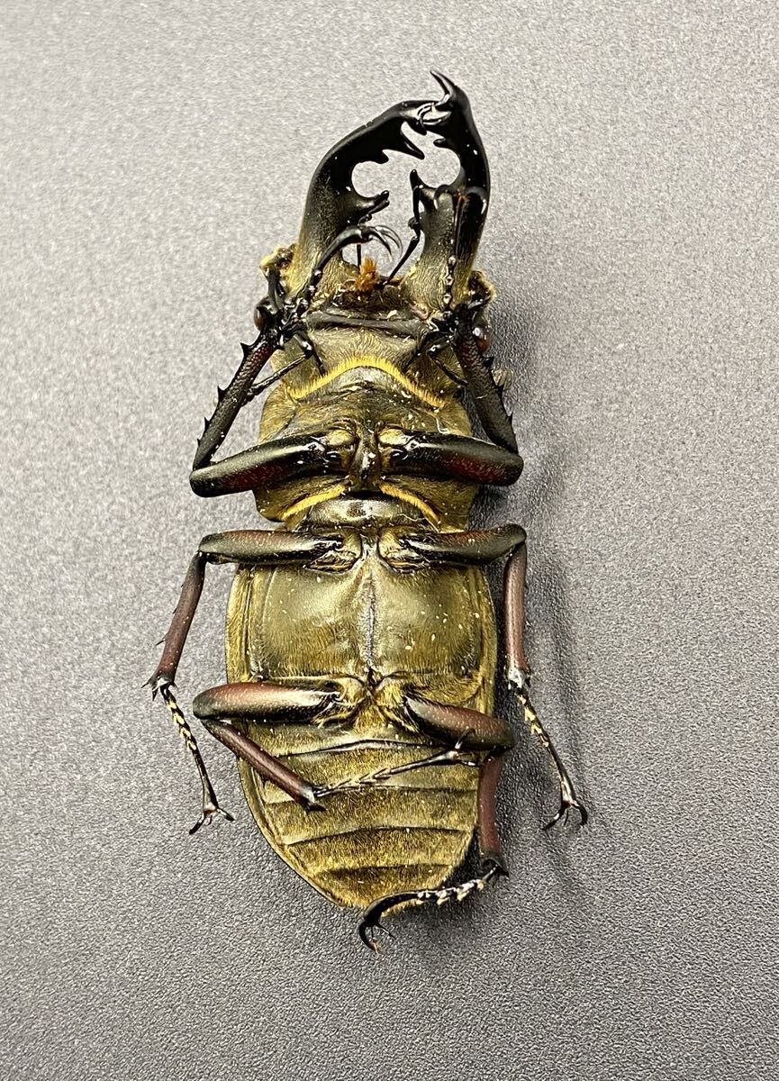 ウェムケンミヤマ♂野外標本 標本用死虫】【未展足】 ウェムケンミヤマクワガタ CBF1 オス