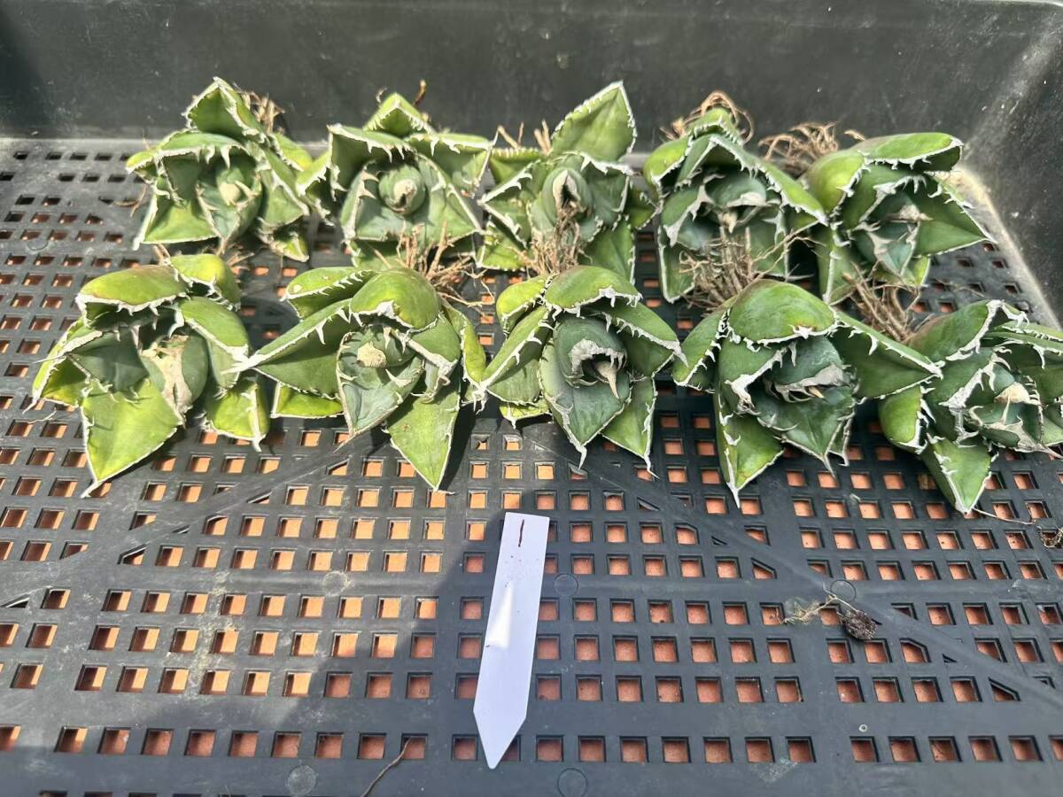 V 1-2【瀧將plant】多肉植物 アガベ チタノタ SAD 南アフリカダイヤモンド ´強棘株 優良血統 極上株 10株同梱