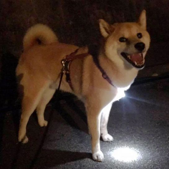 ABITAX(アビタックス) タグライト 超極小LEDライト キーホルダー 超軽量 バイオレット 0510_画像3