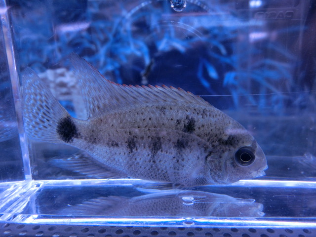 【熱帯魚】送料一律800円(一部除く)☆ヴィエジャ アルゲンティア　１匹☆発送日限定☆_画像2