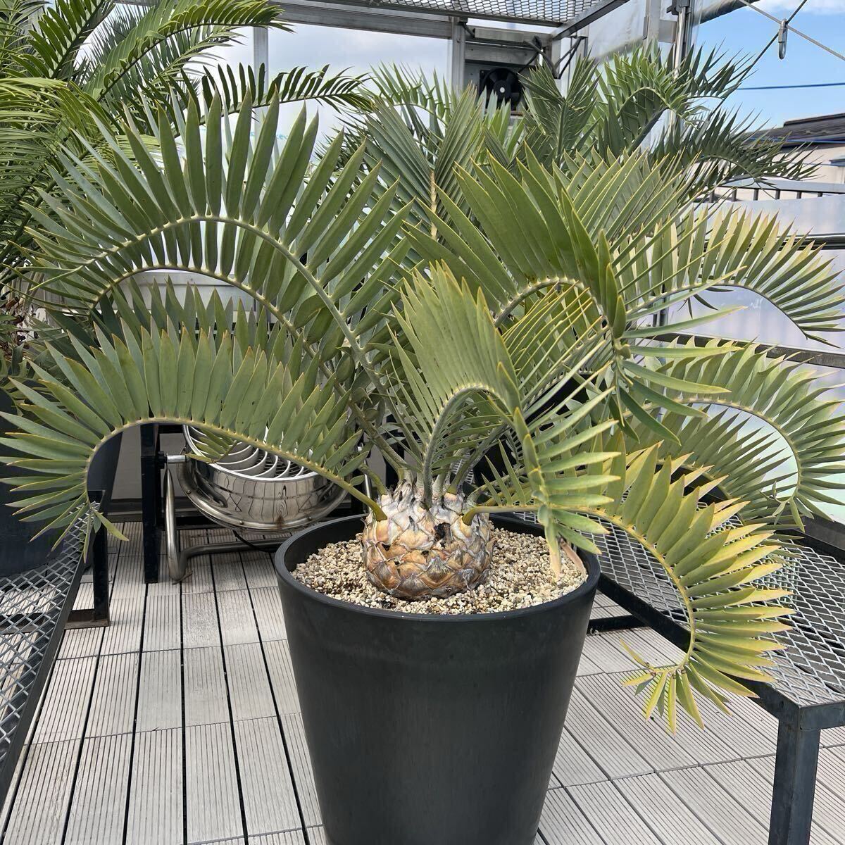 エンセファラルトス・ロンギフォリオス大株 / 国際希少野生動植物種 登録票付き 現品】エンセファラルトス・ロンギフォリウス※登録票付き | 日本