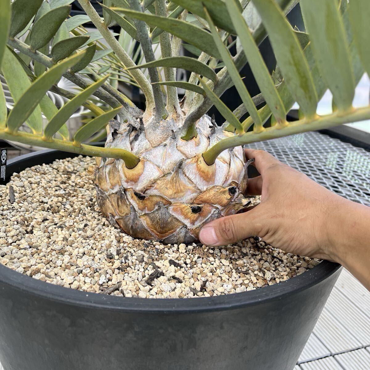 エンセファラルトス・ロンギフォリオス大株 / 国際希少野生動植物種 登録票付き 現品】エンセファラルトス・ロンギフォリウス※登録票付き | 日本