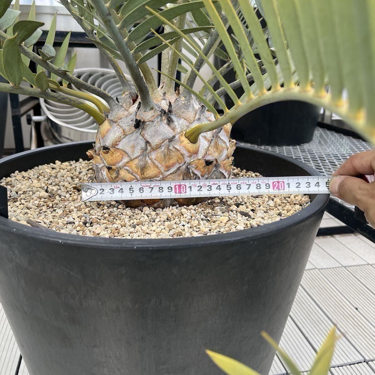 最終価格　エンセファラルトス　プリンセス　塊根植物　登録証付き 最終価格 エンセファラルトス プリンセス 塊根植物 登録証付き