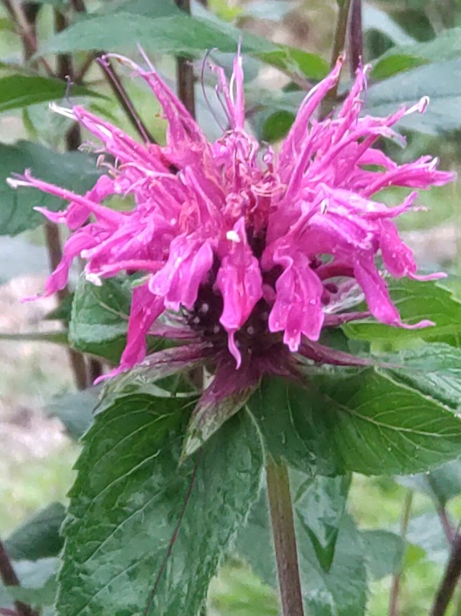 モナルダ 種30粒 _画像1