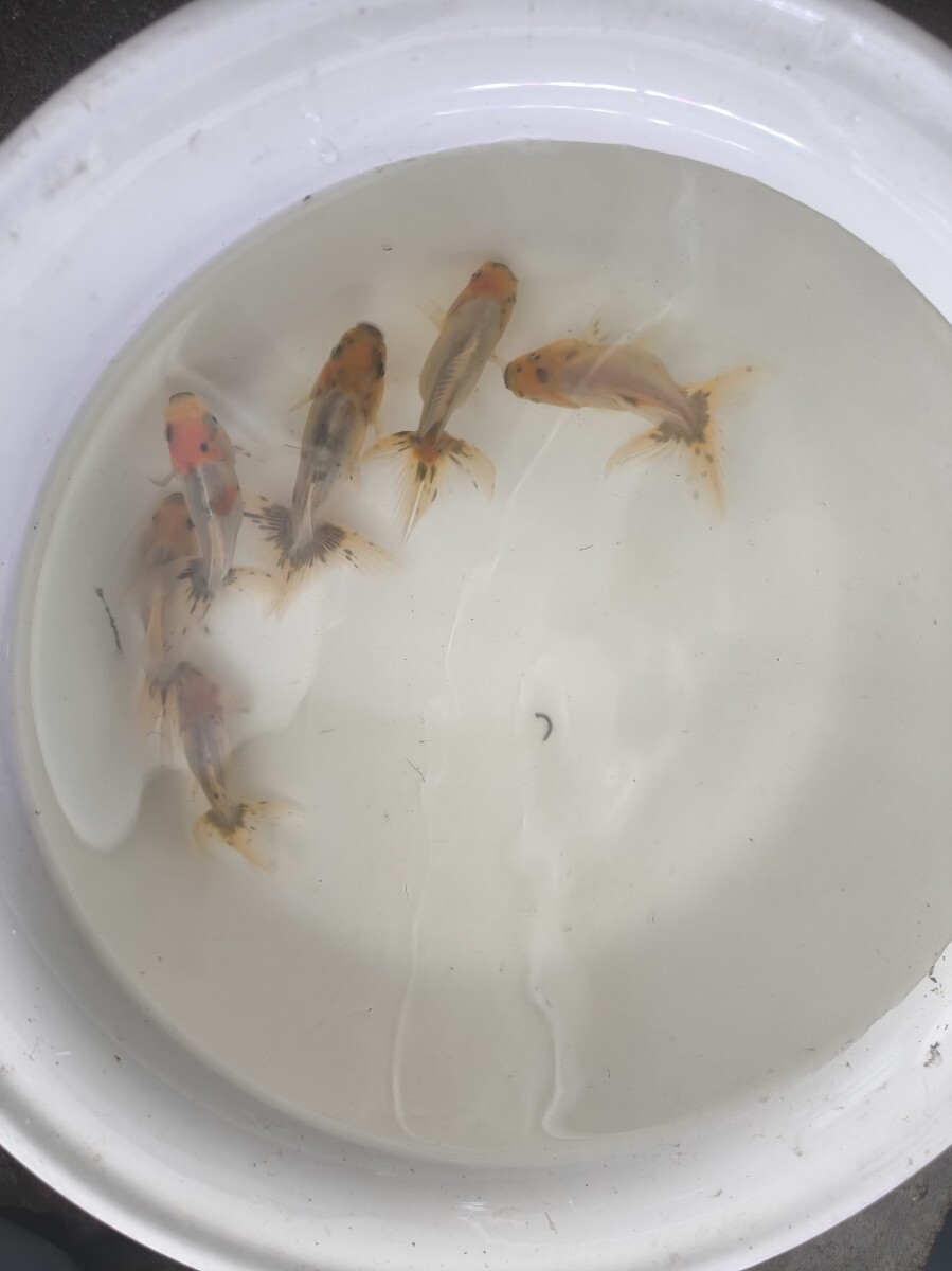 関東東錦　当歳　