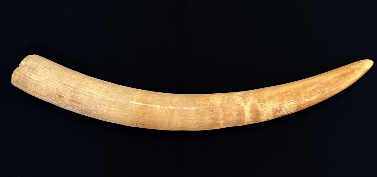 【ぼうや】74cm 一本牙象牙風置物 象牙風 一本物 全長 82cm 約3720g 置物 オブジェ マンモス 一本