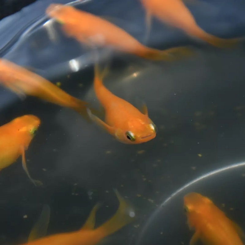 紅帝ダルマ松井ヒレ長 ショート 若魚2匹1ペア メダカ水槽 メダカ種類 メダカの飼い方室内 メダカの飼い方 メダカの飼い方屋外_画像6