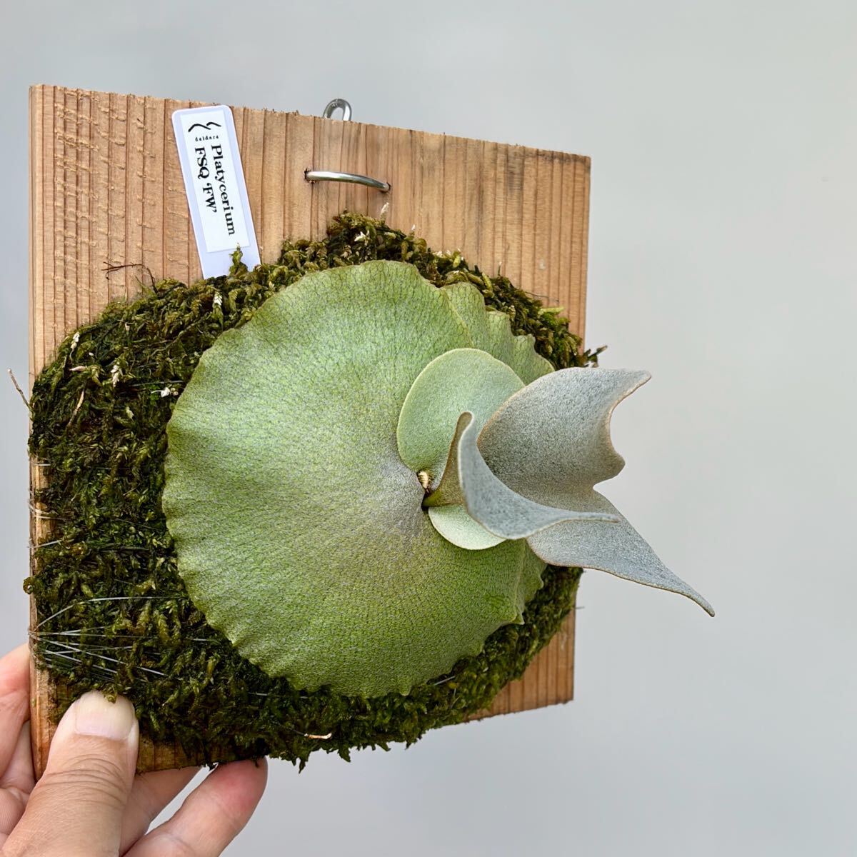 P.FSQ select FW(FWSQ) ビカクシダ P. FWSQ (FSQ select 'FW') ビカクシダ Platycerium