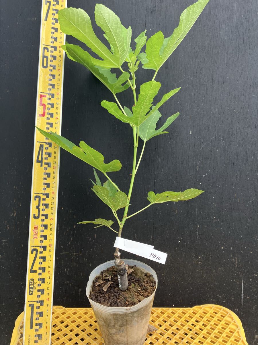 イチジク　Black Beauty10 苗木　取木 希少 イチジク ブラック・ビューティー10（Black Beauty 10