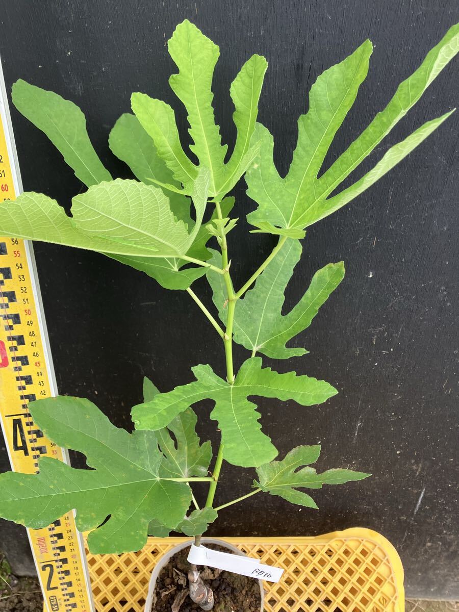 希少 イチジク ブラック・ビューティー10（Black Beauty 10