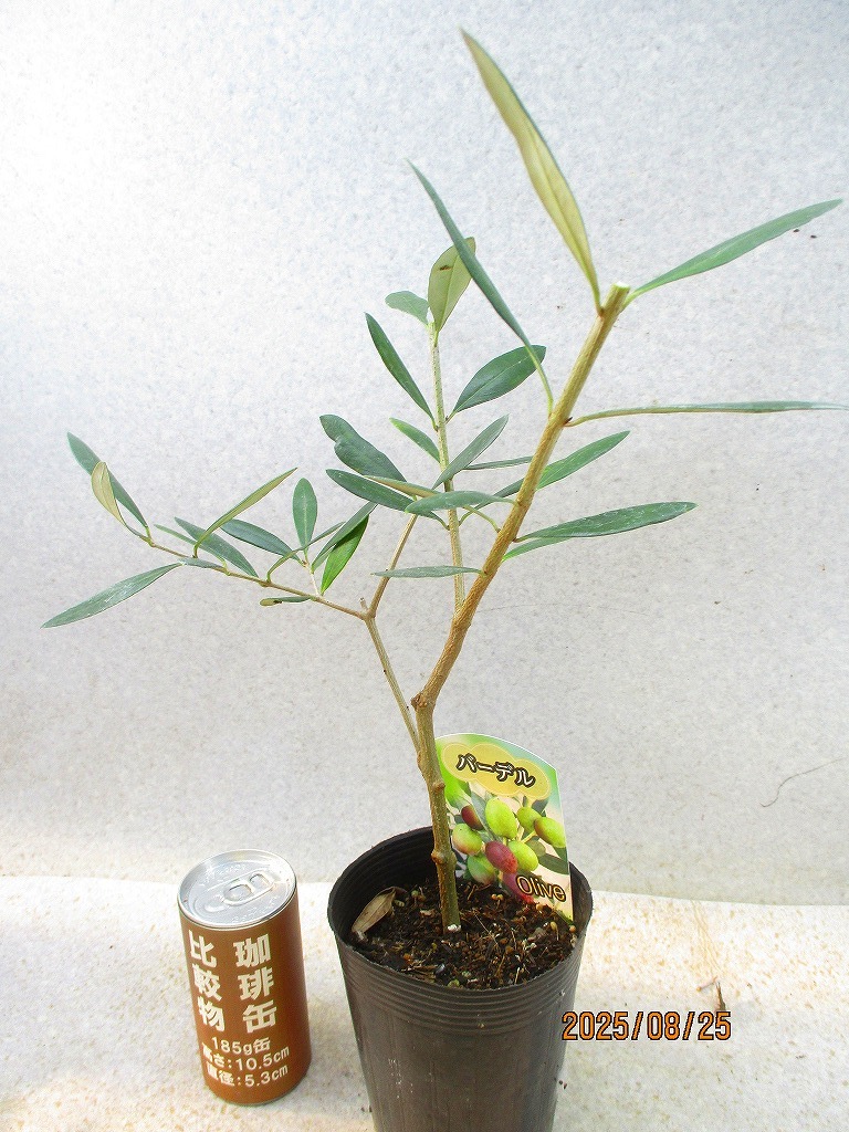 [緑の市場(chǎng)] オリーブ バーデル (8933)全高：37㎝＊同梱包対応「まとめて取引」厳守＊80サイズ送料明記