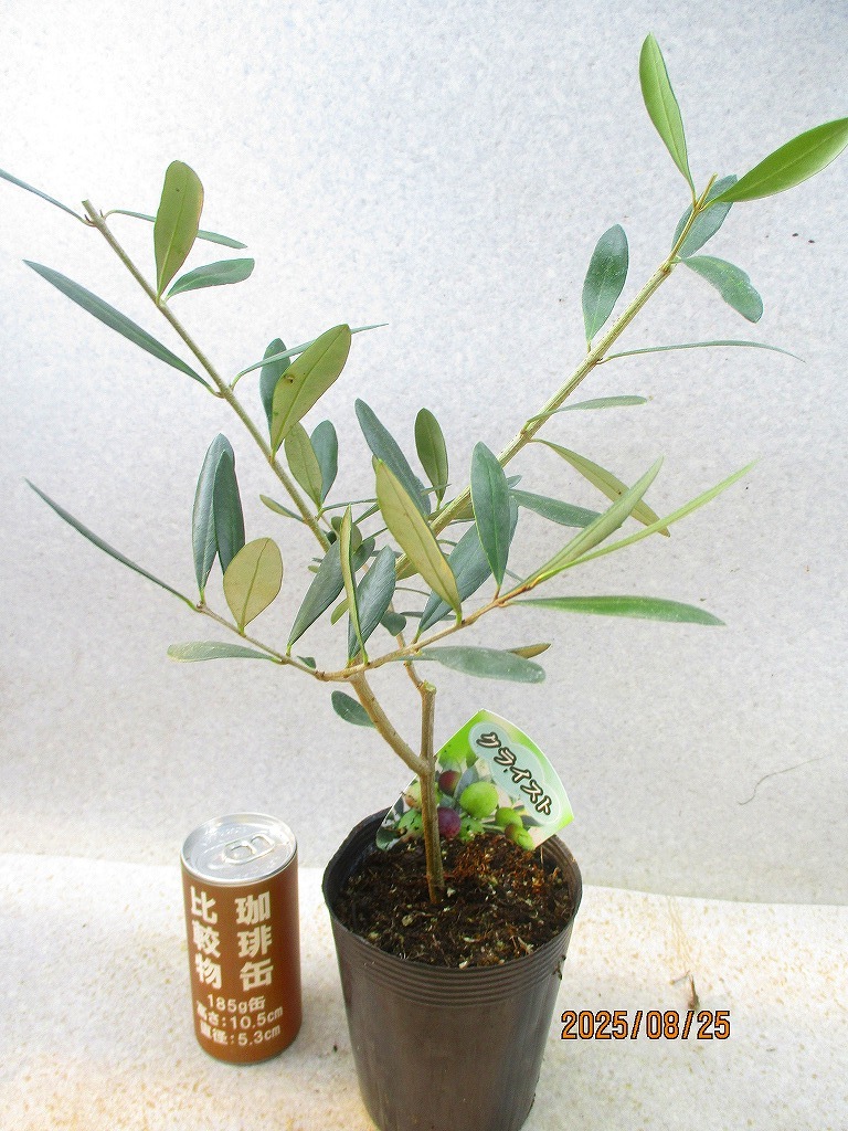 [緑の市場(chǎng)] オリーブ クライスト (8934)全高：38㎝＊同梱包対応「まとめて取引」厳守＊80サイズ送料明記