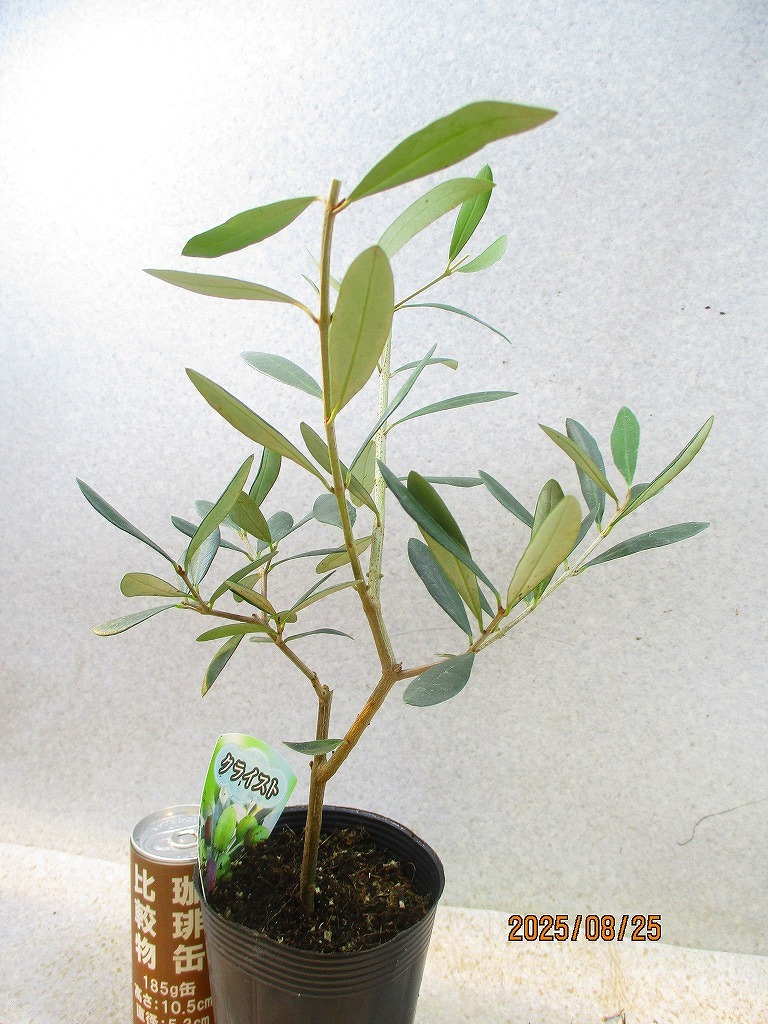 [緑の市場(chǎng)] オリーブ クライスト (8934)全高：38㎝＊同梱包対応「まとめて取引」厳守＊80サイズ送料明記