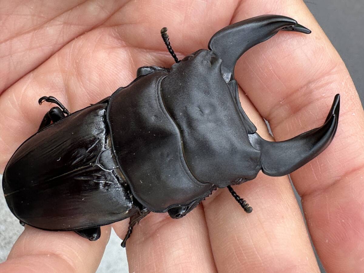 G-STYLE様　HOPEI北峰　王翦血統　累代　幼虫4頭セット① 2025年最新Yahoo!オークション - 外国産(成虫 クワガタムシ)の中古品