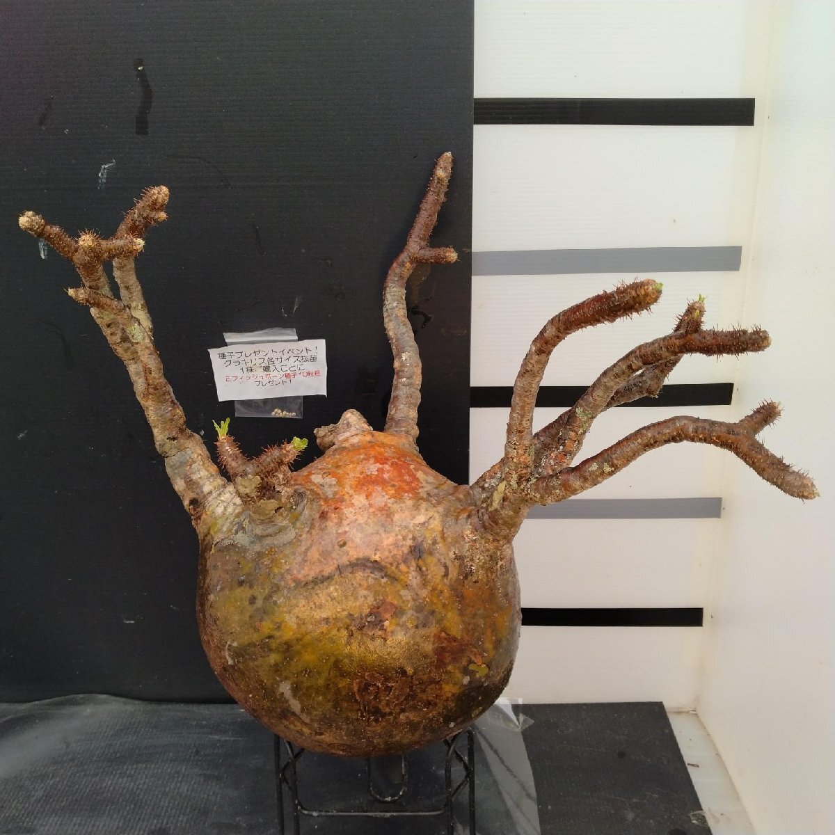 6205 「1株購入でフィッシュボーン種子プレゼント」パキポディウム グラキリスL 抜き苗【7/28最新到着・根切確認済・塊根植物】