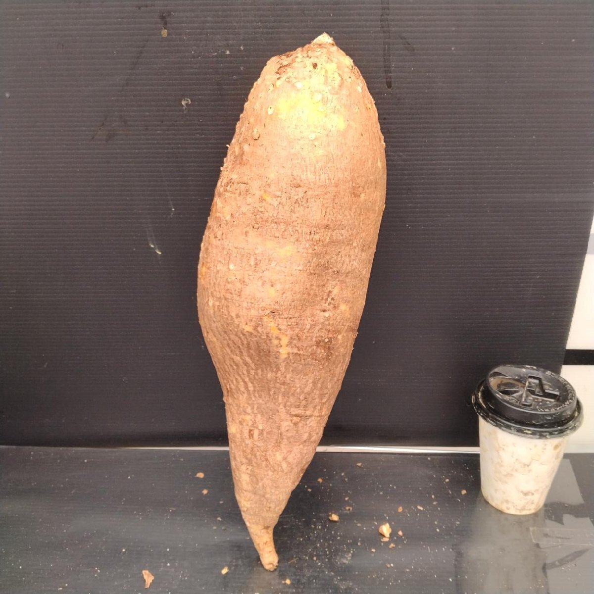 7807 「多肉植物」フォッケア エデュリスXL 抜き苗【8/4最新到着・塊根植物・Fockea edulis・火星人・美株】