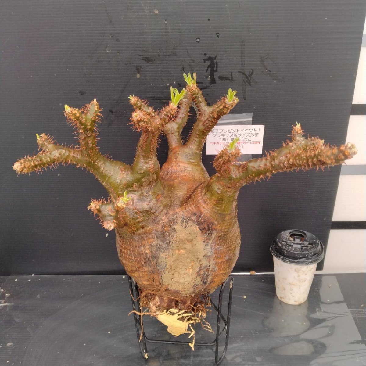 g*x様 50粒 パキポディウム アンボンゲンセ 種子 g*x様 50粒 パキポディウム アンボンゲンセ 種子 ぱ*ち様 【種子