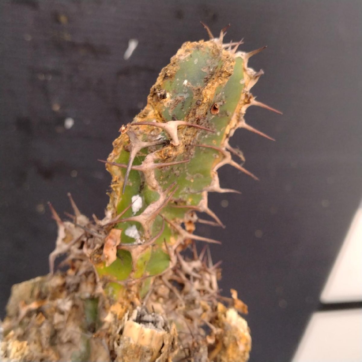 8357 「多肉植物」ユーフォルビア ムランジーナ 抜き苗【最新