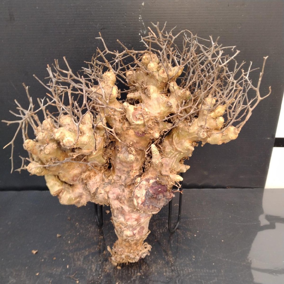 9922 「塊根植物」チレコドン レティキュラーツス 抜き苗【8/25最新到着・多肉・Tylecodon reticulatus・万物想 ・枯枝・折枝アリ】