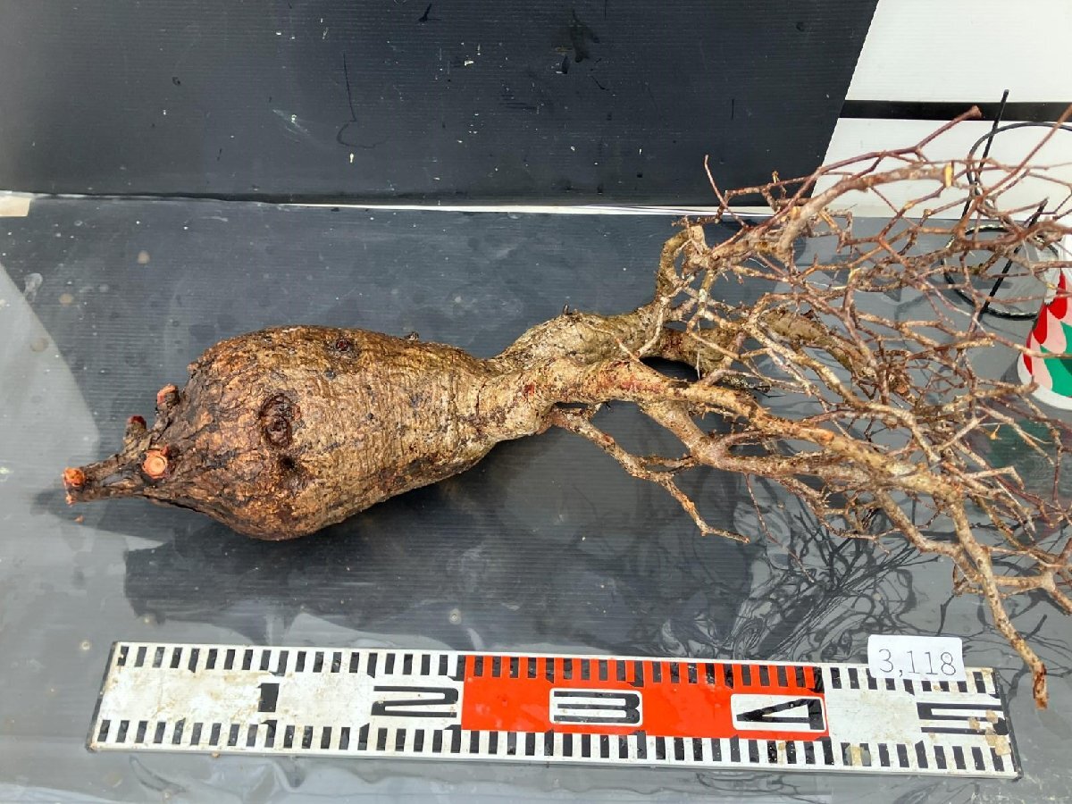 3118 「塊根植物」マダガスカル特急便 オペルクリカリア パキプス【8/12着・鮮度保証・到着3日以内の返品OK・根切確認済・O.pachypus】の画像10