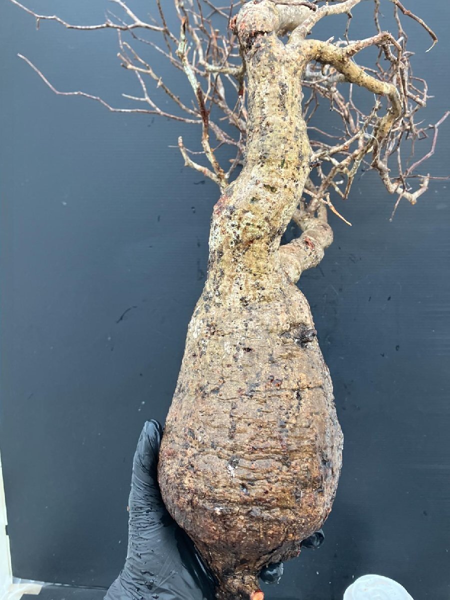 3118 「塊根植物」マダガスカル特急便 オペルクリカリア パキプス【8/12着・鮮度保証・到着3日以内の返品OK・根切確認済・O.pachypus】の画像4