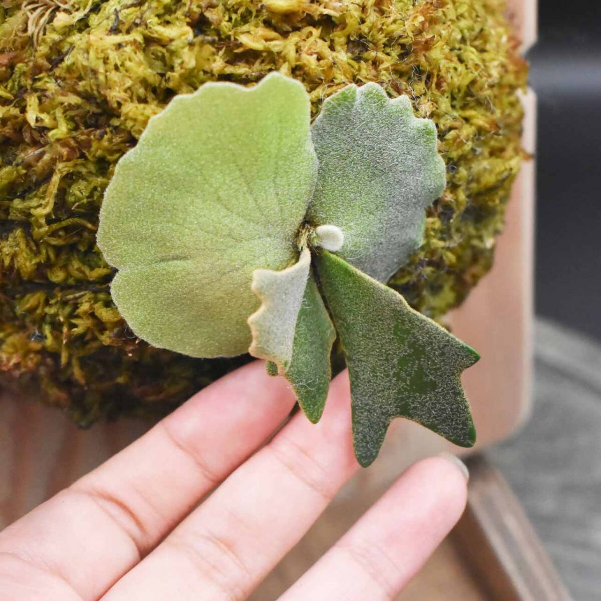 P. Willinckii cv Aysun Sporerimg From Create Plants【はっぱ