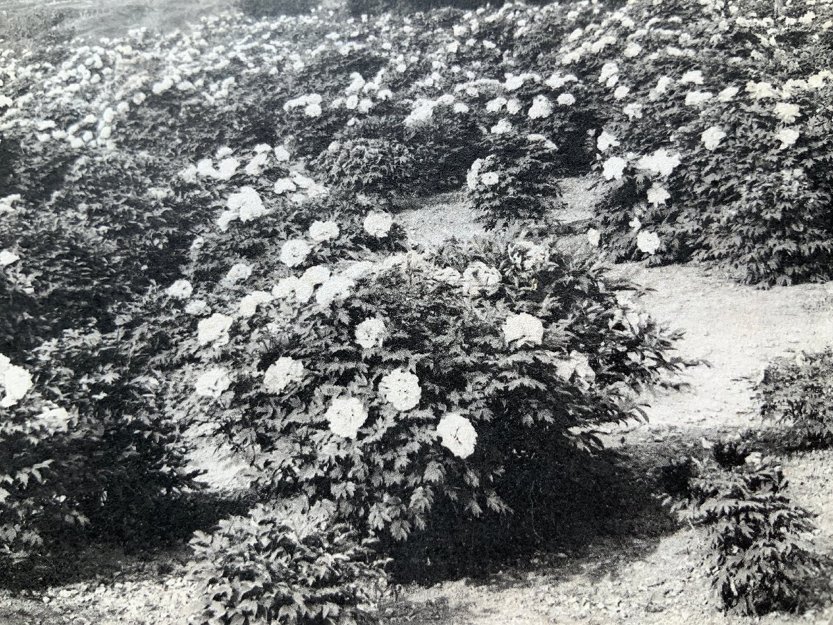 JJ-5056 ■送料込■ 清水寺牡丹園 ぼたん 清水寺 花 風(fēng)景 景色 庭園 庭 神社 寺 宗教 レトロ 絵葉書(shū) 古書(shū) 古葉書(shū) 寫(xiě)真 古寫(xiě)真/くNAら