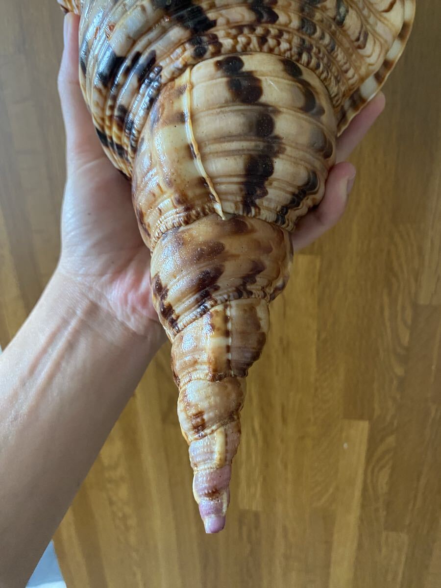 法螺貝　超特大　42,5cm なかなか出ないサイズ　直線で40cm 1128g 法螺貝 ホラ貝 超特大 42cm なかなか出ないサイズ 重さ1128g 美