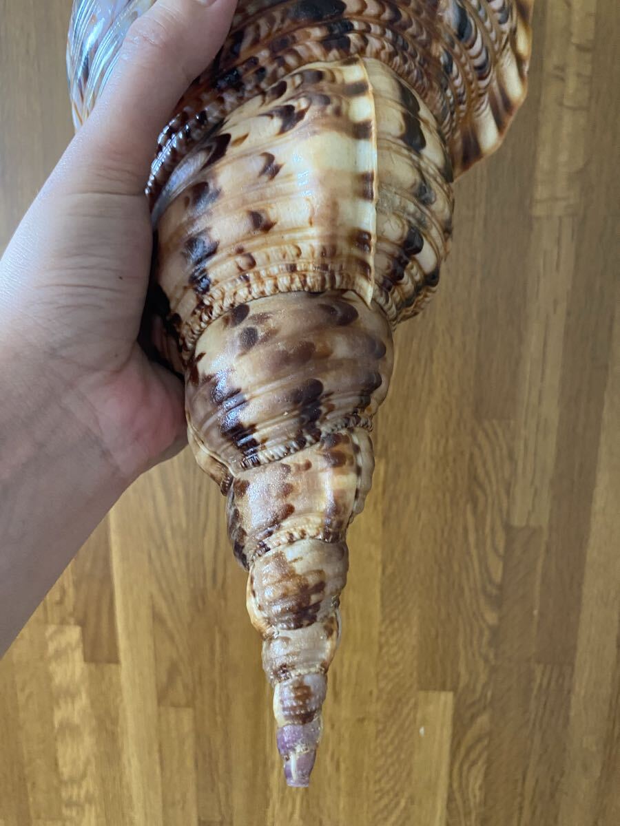 法螺貝 ホラ貝 超特大 42cm なかなか出ないサイズ 重さ1128g 美