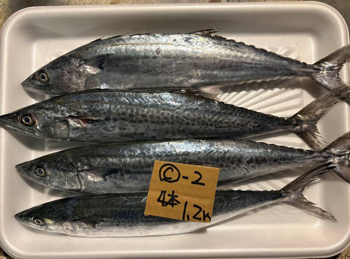 【500円スタート】【和歌山産】 サゴシ 冷凍 C-2_画像1