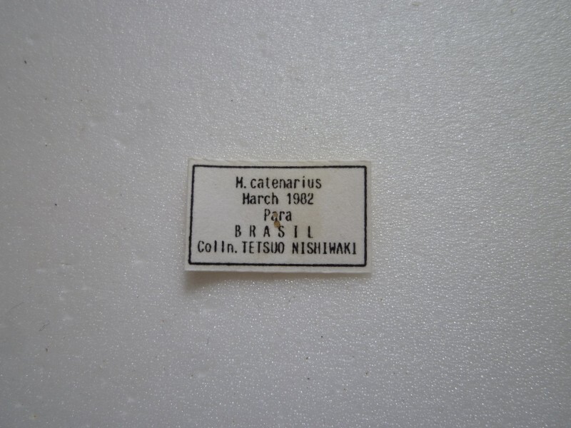 [ иностранного производства бабочка образец ]katena Rius белый morufo/Morpho catenarius/ Brazil производство /119.1mm