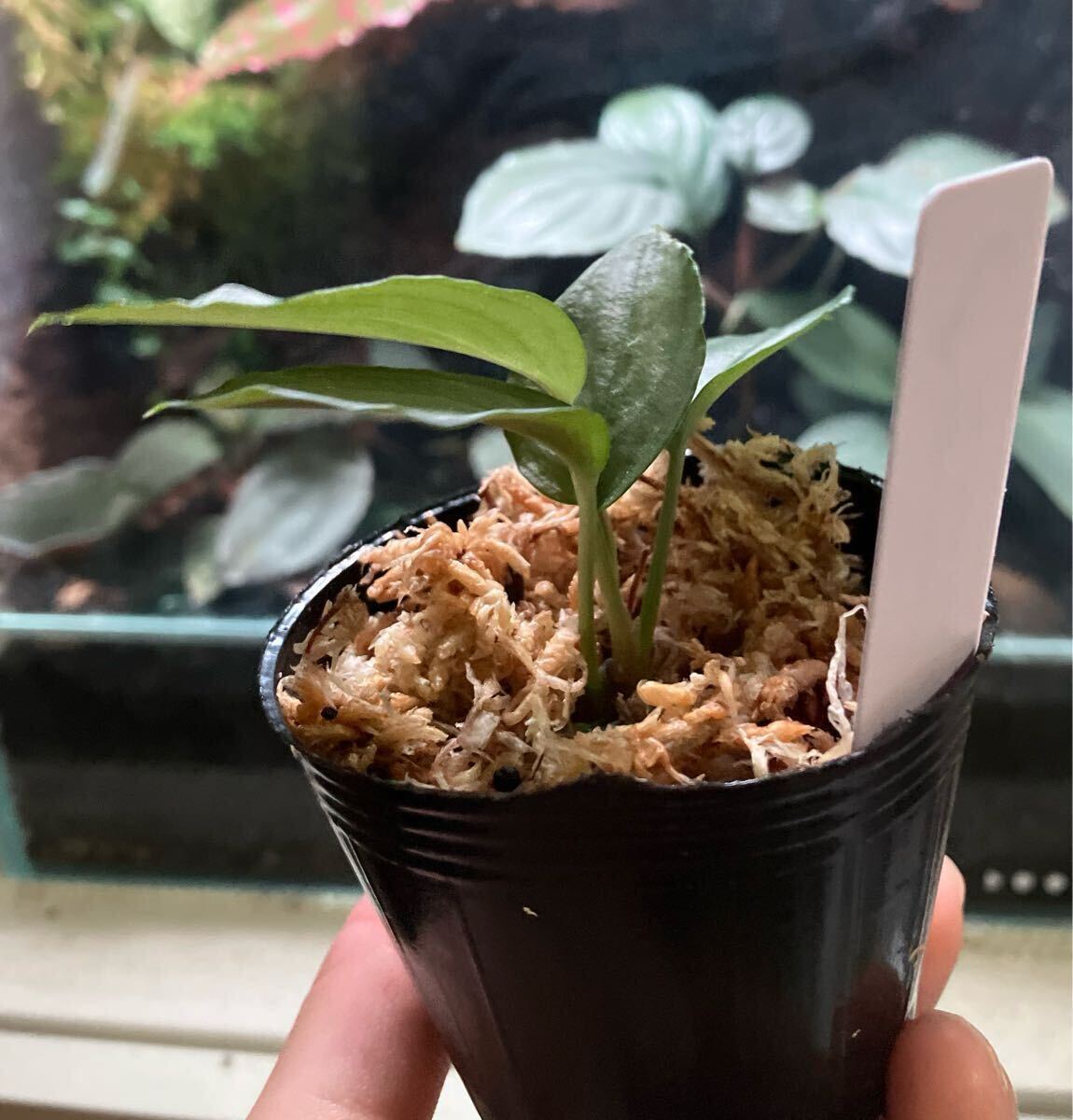 Homalomena sp. 鶯 Kepulauan Riau【SGP import】