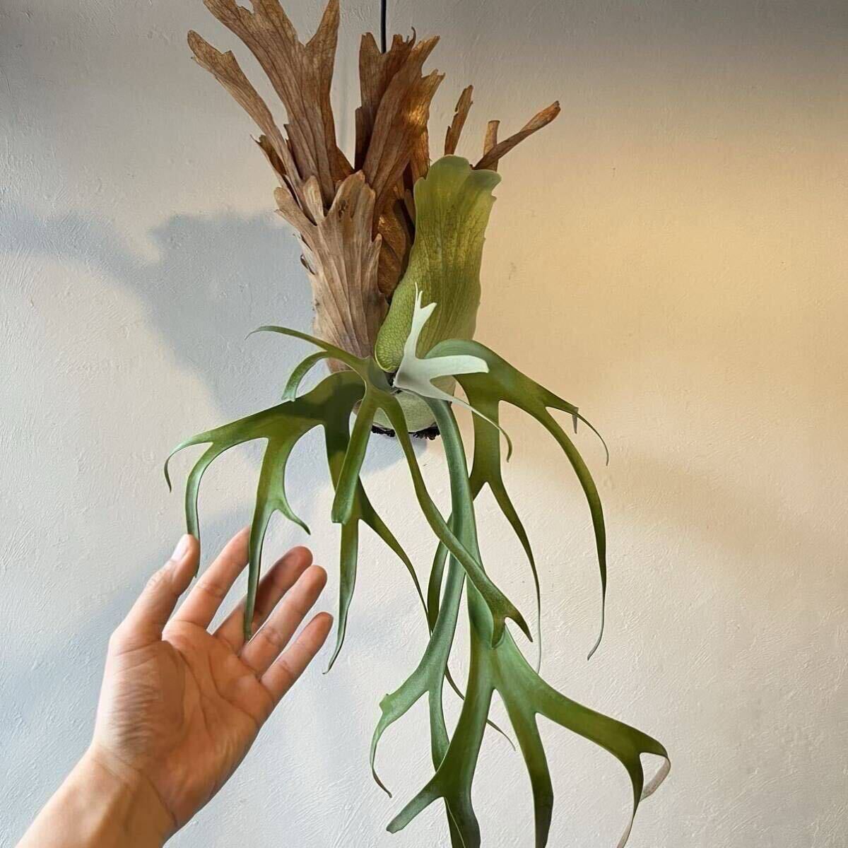 ビカクシダ Willinckii Coral 株分け品子株　焼き板付け ビカクシダ☆willikii Coral☆ウィリンキー コーラル☆子株