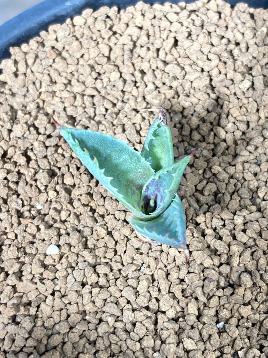 子株出品 特選株 血雨雷神✖️紫ノ君 ハイブリッド 子株出品 紫ノ君とアガベ血雨雷神 特選株