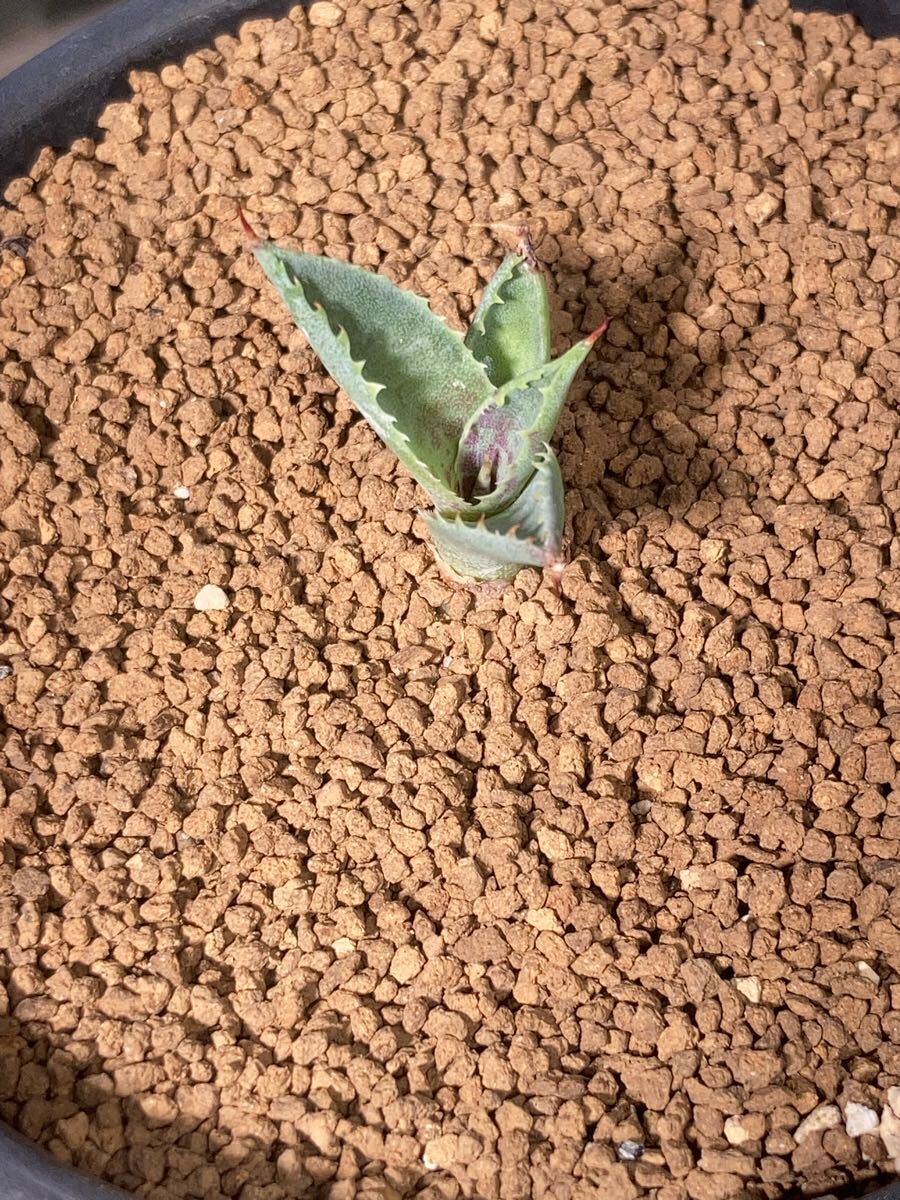 子株出品　特選株　血雨雷神✖️紫ノ君　ハイブリッド 子株出品 紫ノ君とアガベ血雨雷神 特選株