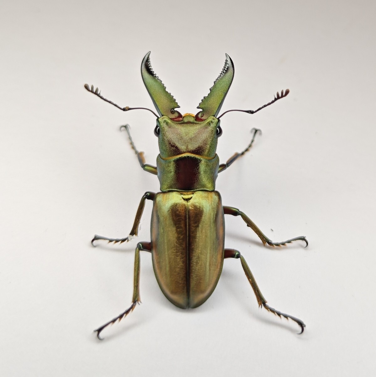 チュウホソアカ ２令幼虫 １０頭 WF2《３９.４mm ×２７.７mm 》WDからの累代 チュウホソアカクワガタ