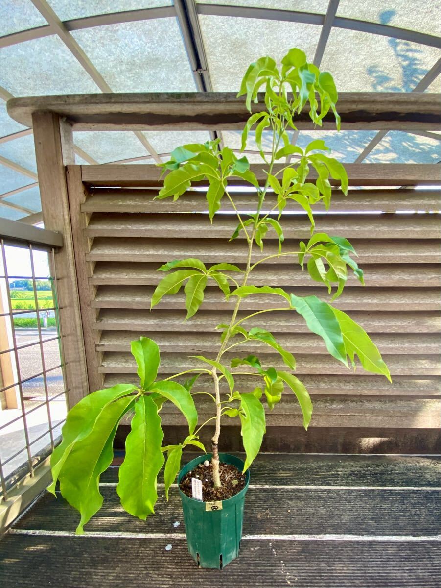 ホワイトサポテ　クシオ接木苗②