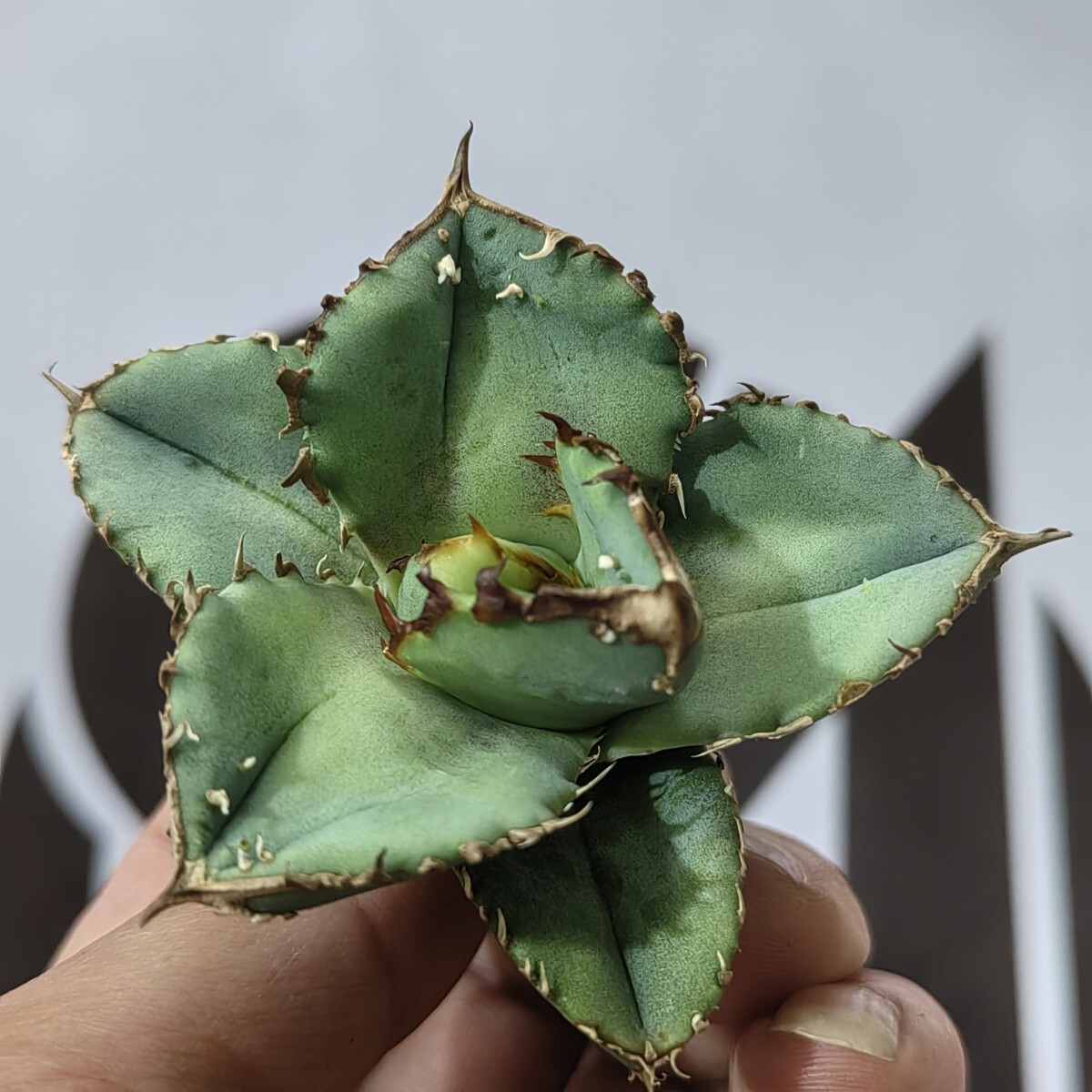 【上澳園芸】 アガベ agave チタノタ 鰐亀 277【上澳園芸】 アガベ agave チタノタ 鰐亀 特選 極上 優良