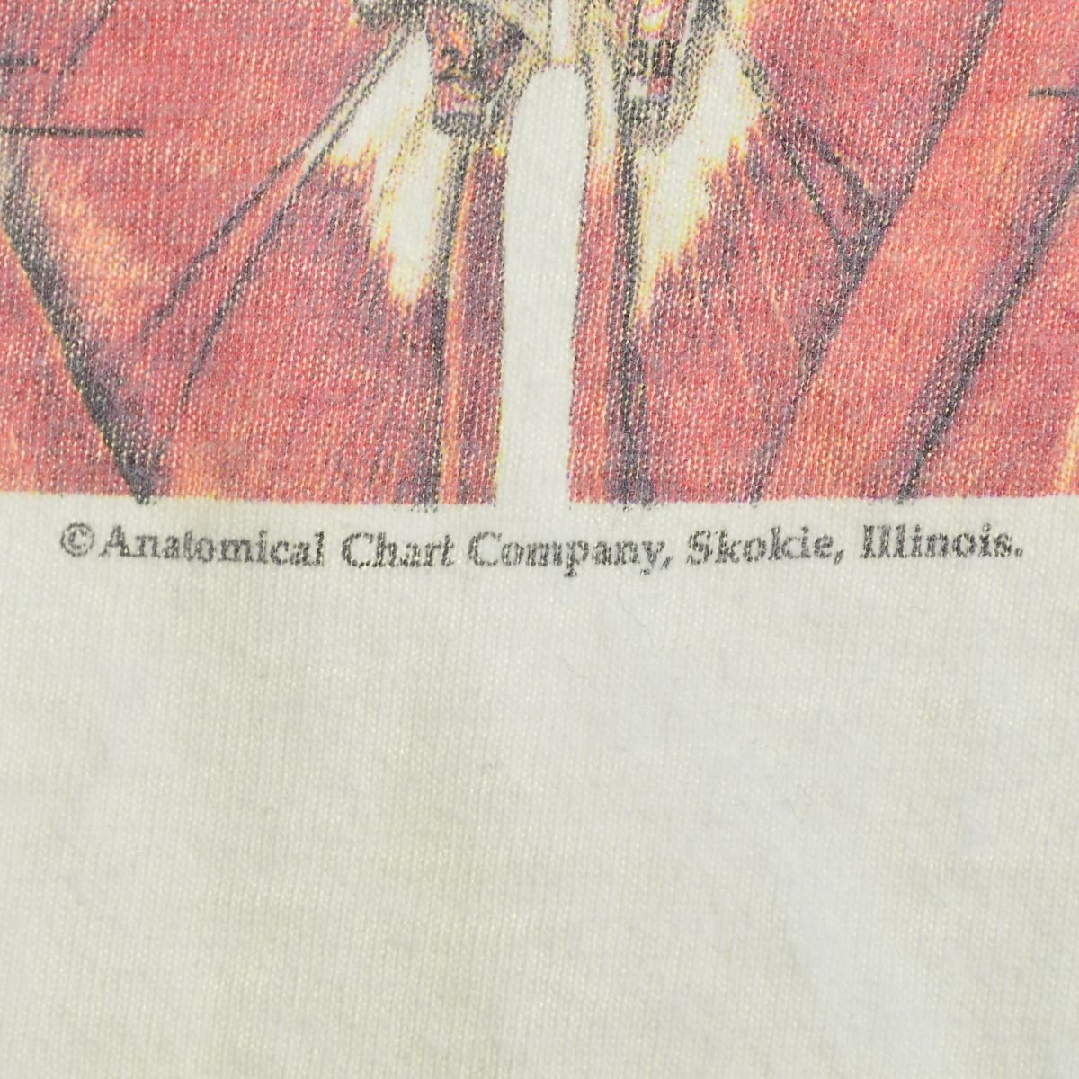 古着 / フルギ 90s～ anatomical chart アナトミカルチャート 骨格標本半袖Tシャツ_画像6