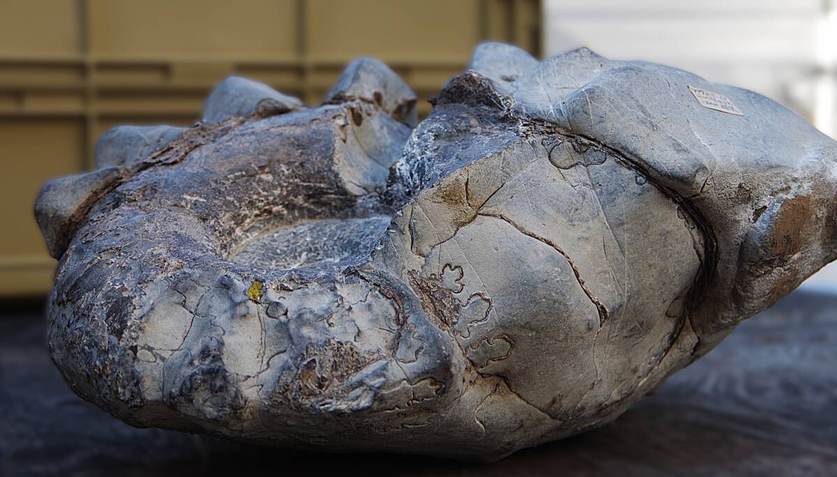 ユーバリセラス　北海道産　アンモナイト　化石　ユウバリセラス 北海道産アンモナイト化石 13.0㎏ ユーバリセラス