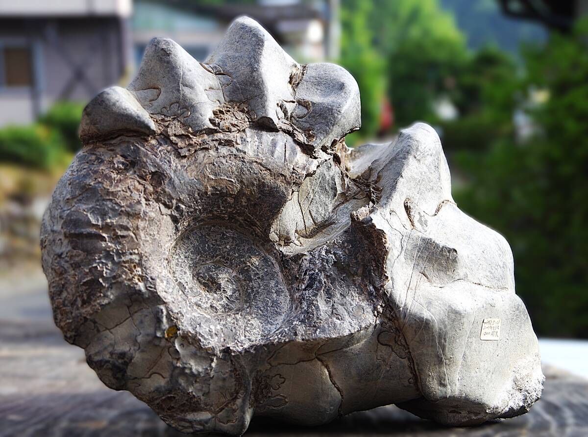 北海道産アンモナイト化石 13.0㎏ ユーバリセラス